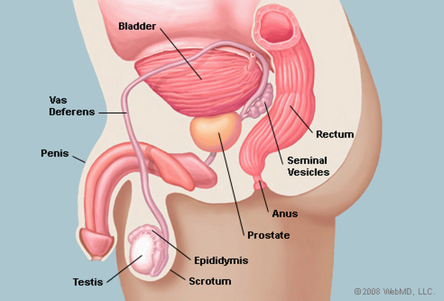 prostatın vücuttaki yeri.