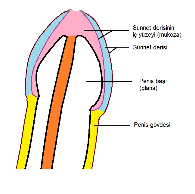 resim 1- penis anatomisi